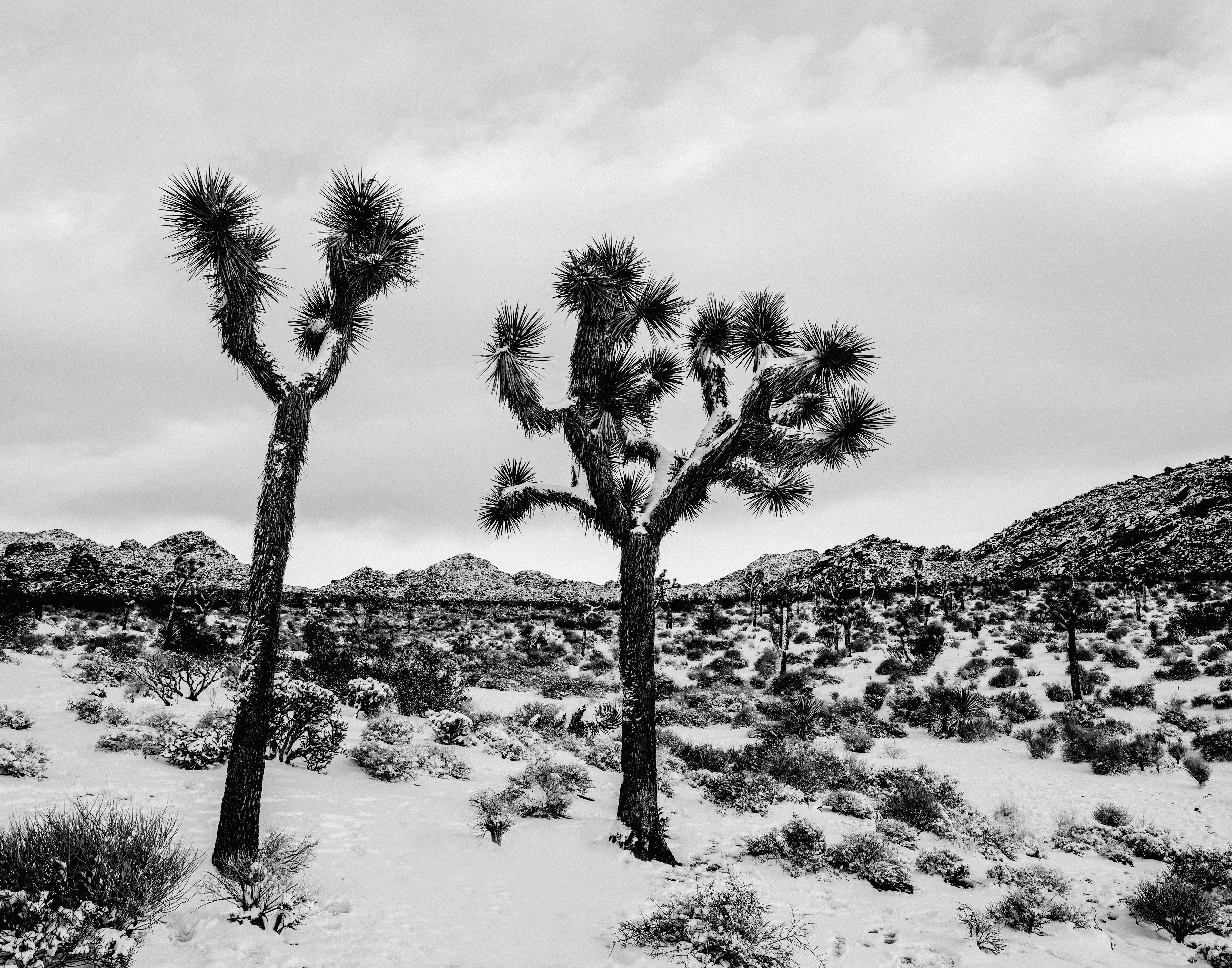 SNOW DAY JT FINALS-5.jpg