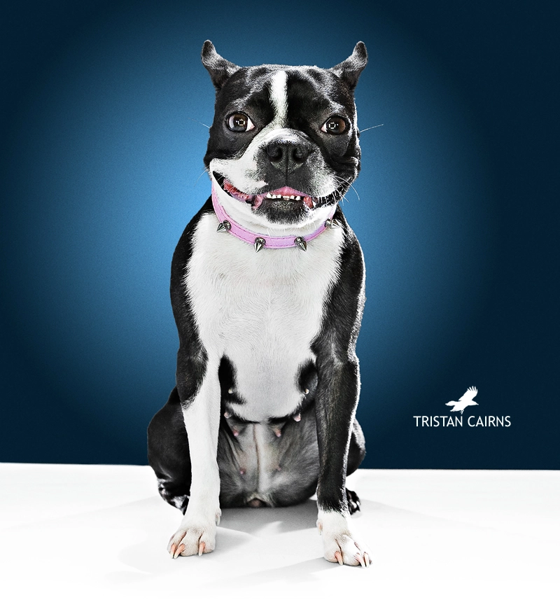 Auburn Alabama Boston Terrier Portrait