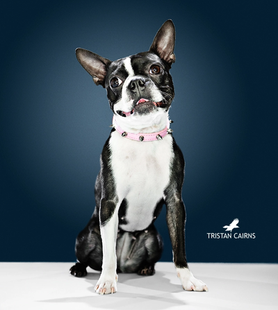 Auburn Alabama Boston Terrier Portrait