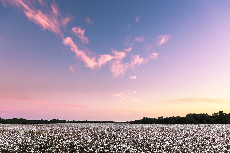 Cotton Field Sunset Salem Alabama