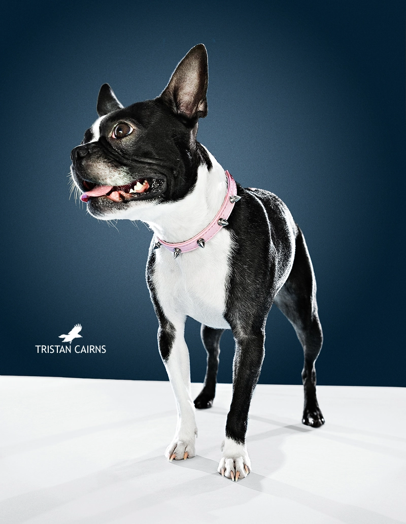 Auburn Alabama Boston Terrier Portrait