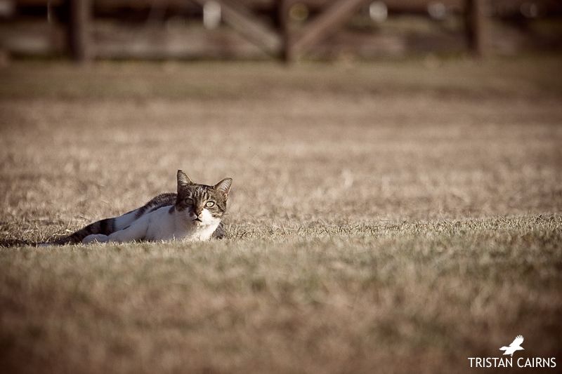 Birmingham Alabama Wedding Photographer 