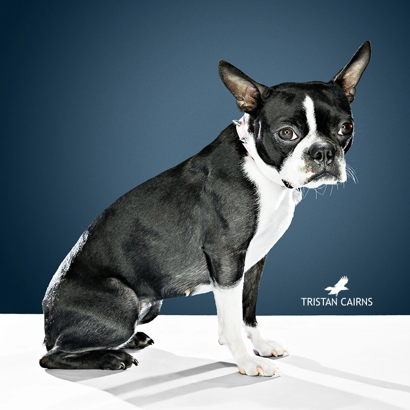 Auburn Alabama Boston Terrier Portrait