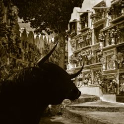 ToroAndaluzFs.jpg
