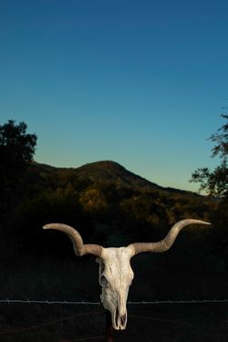 Longhorns032.JPG
