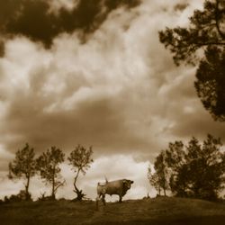 Toro1Duotone.jpg