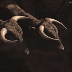 ToroAgachado.jpg