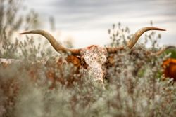 Longhorns016.JPG