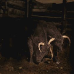 TAURUS300.jpg