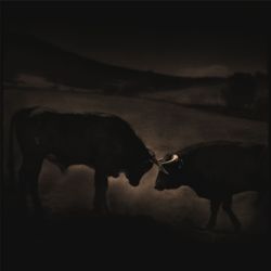 ToqueDeToro300.jpg