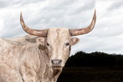 Longhorns031.JPG