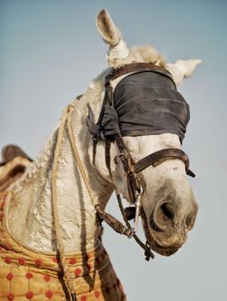 Horse.jpg