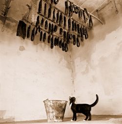 Collection24.jpg