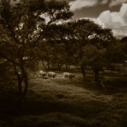 ToroEscondido.jpg