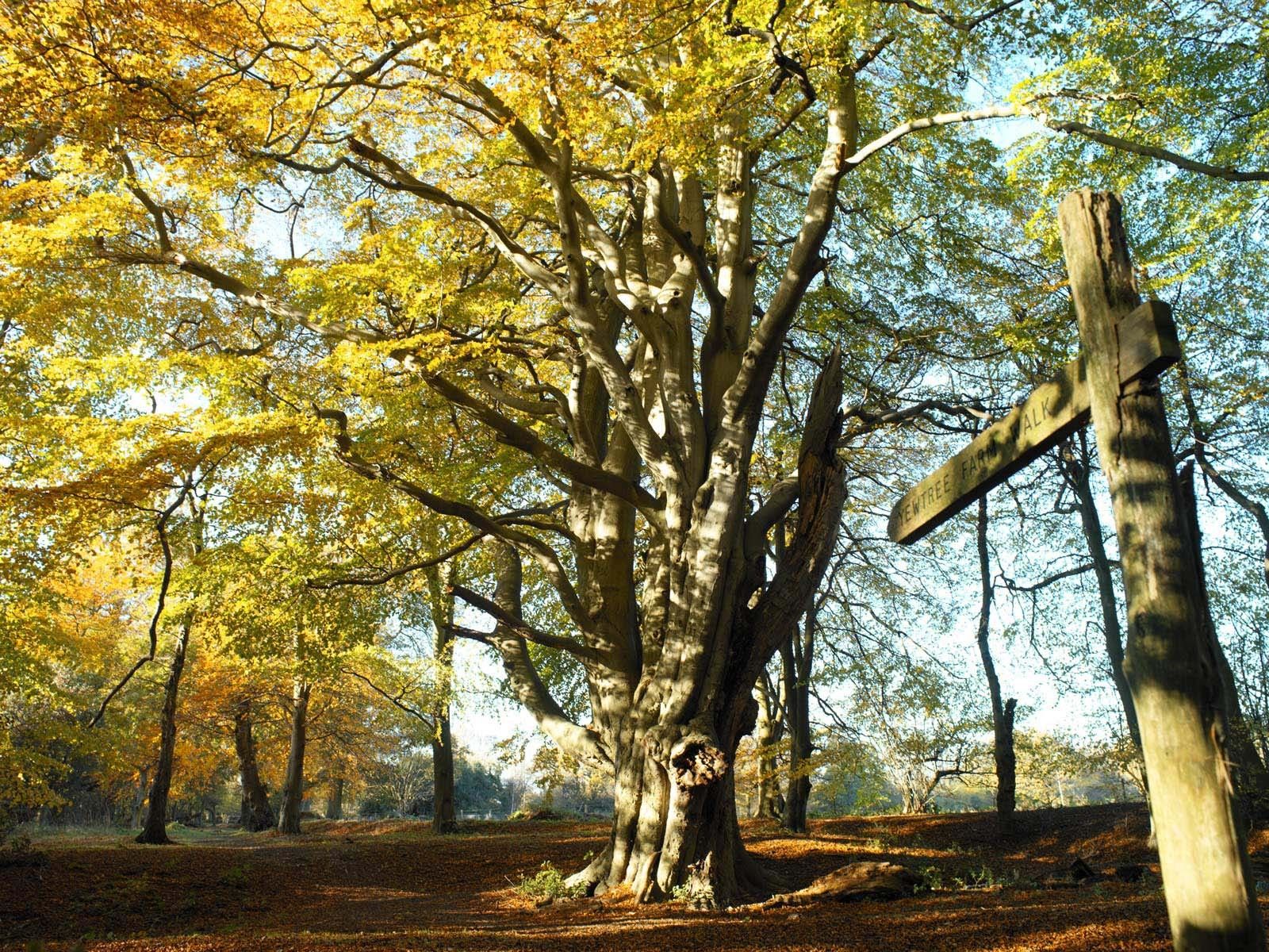 Ancient  beech tree.jpg