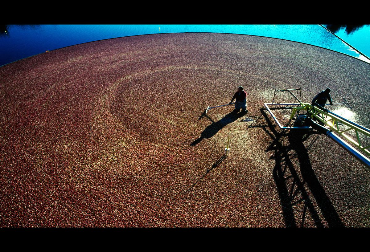 20101111 CRANBERRIES CJX12.JPG