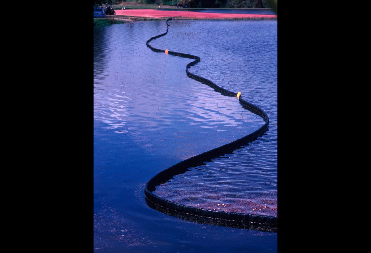 20101111 CRANBERRIES CJX05.JPG