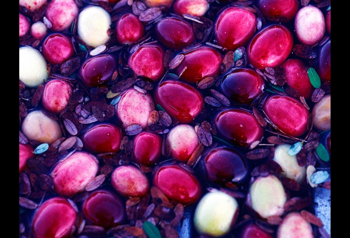 20101111 CRANBERRIES CJX04.JPG