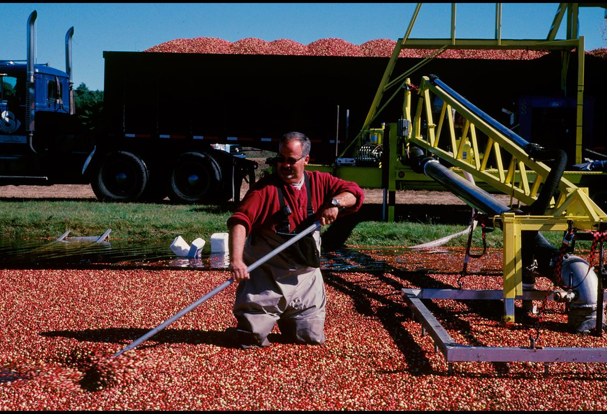 20101112 CRANBERRIES CJX15.JPG