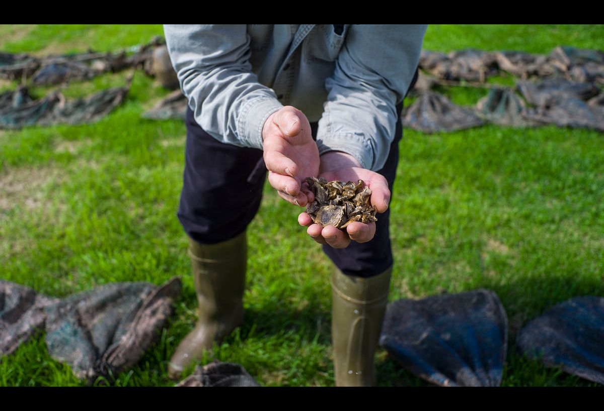 20150610 OYSTER FARMING CJX03.JPG