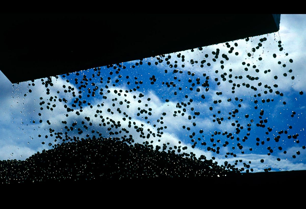 20101111 CRANBERRIES CJX14.JPG