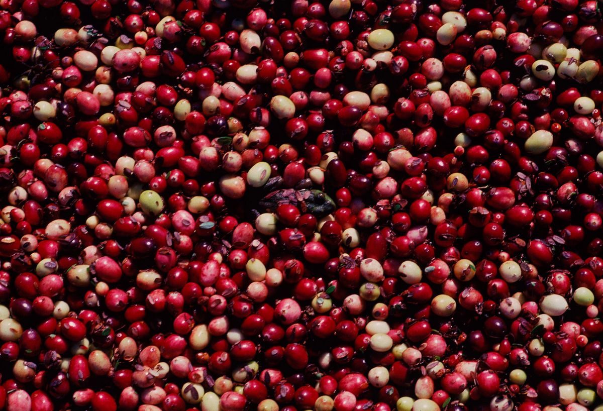 20101112 CRANBERRIES CJX16.JPG