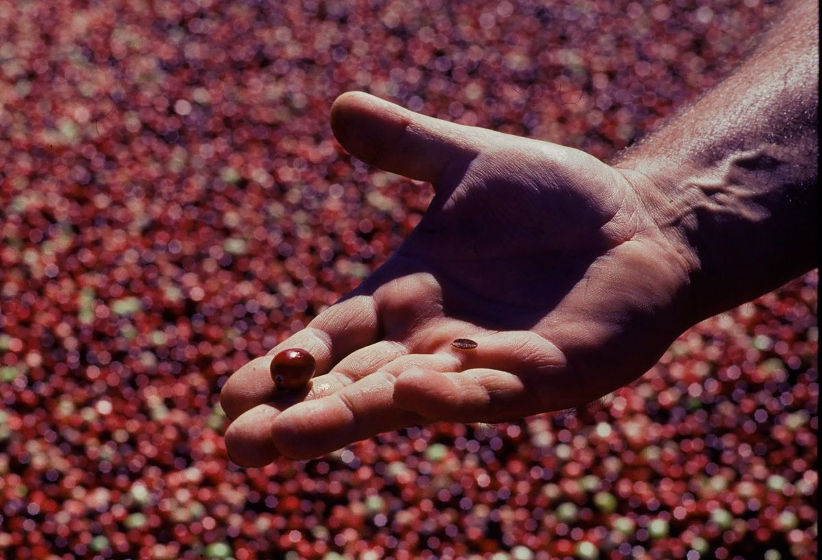 20101112 CRANBERRIES CJX13.JPG