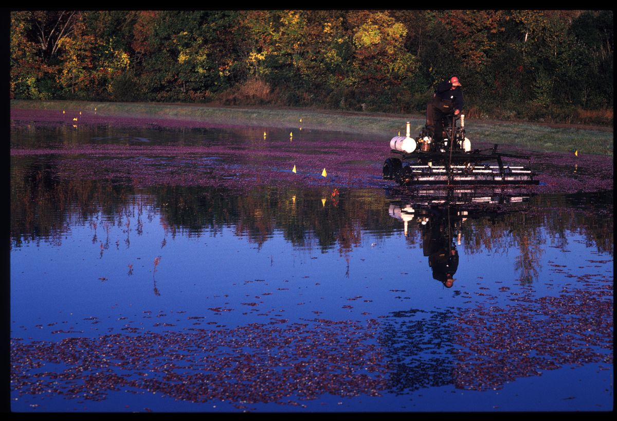 CRANBERRIES_HI RES_12.JPG