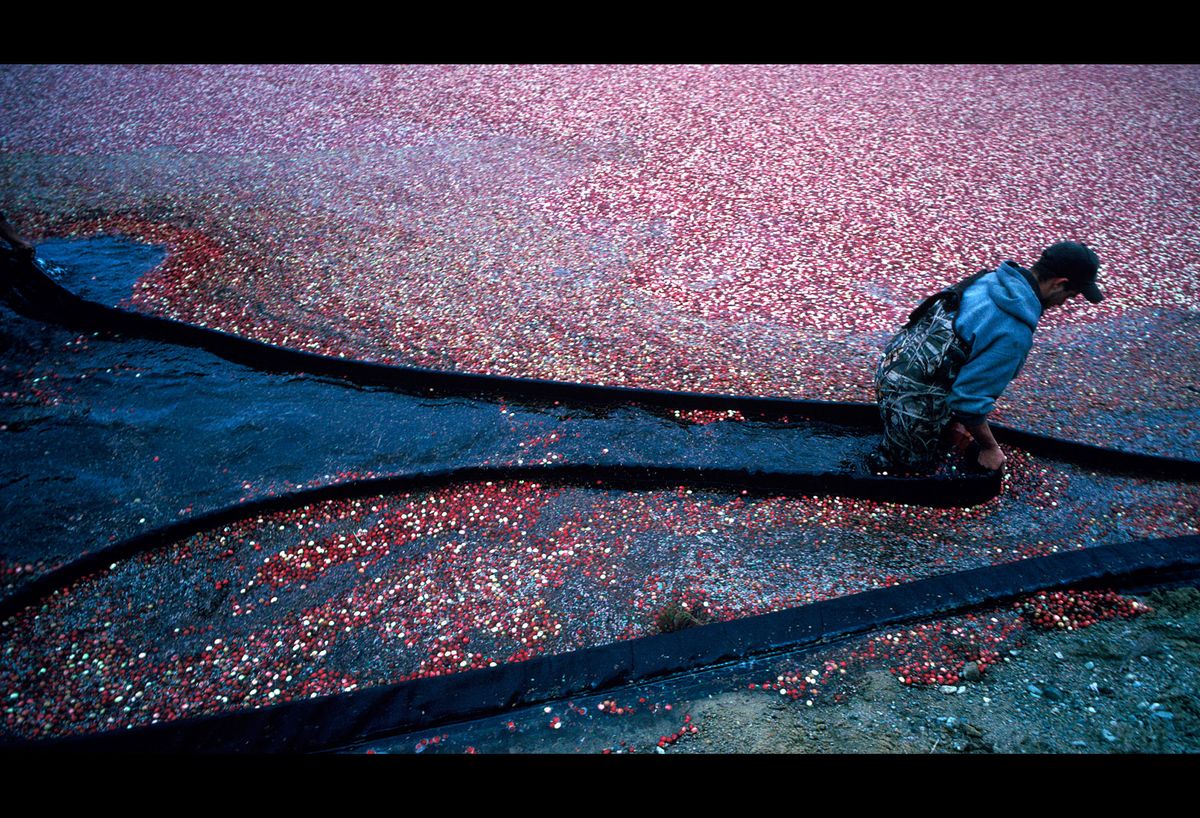 20101111 CRANBERRIES CJX08.JPG