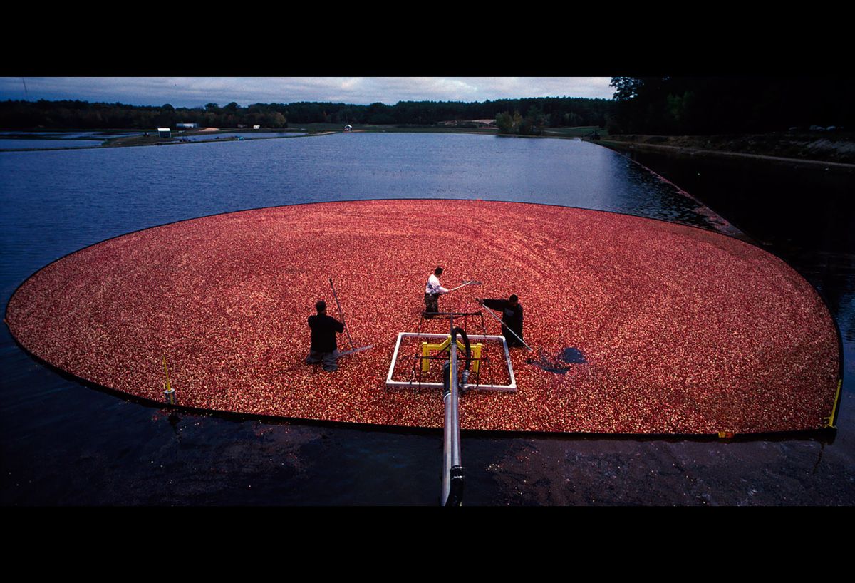 20101111 CRANBERRIES CJX17.JPG