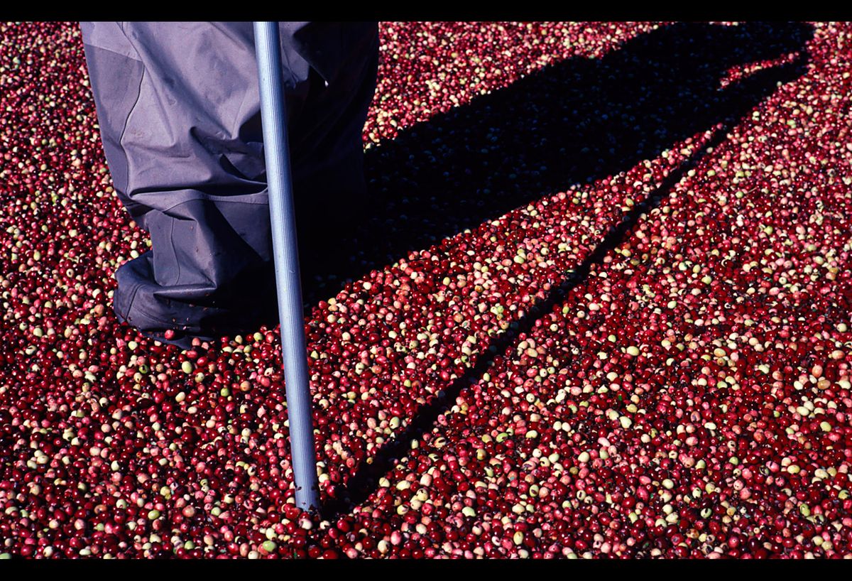 20101112 CRANBERRIES CJX09.JPG