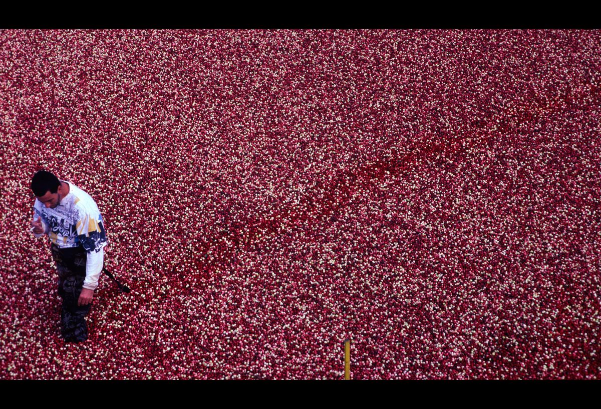 20101111 CRANBERRIES CJX10.JPG