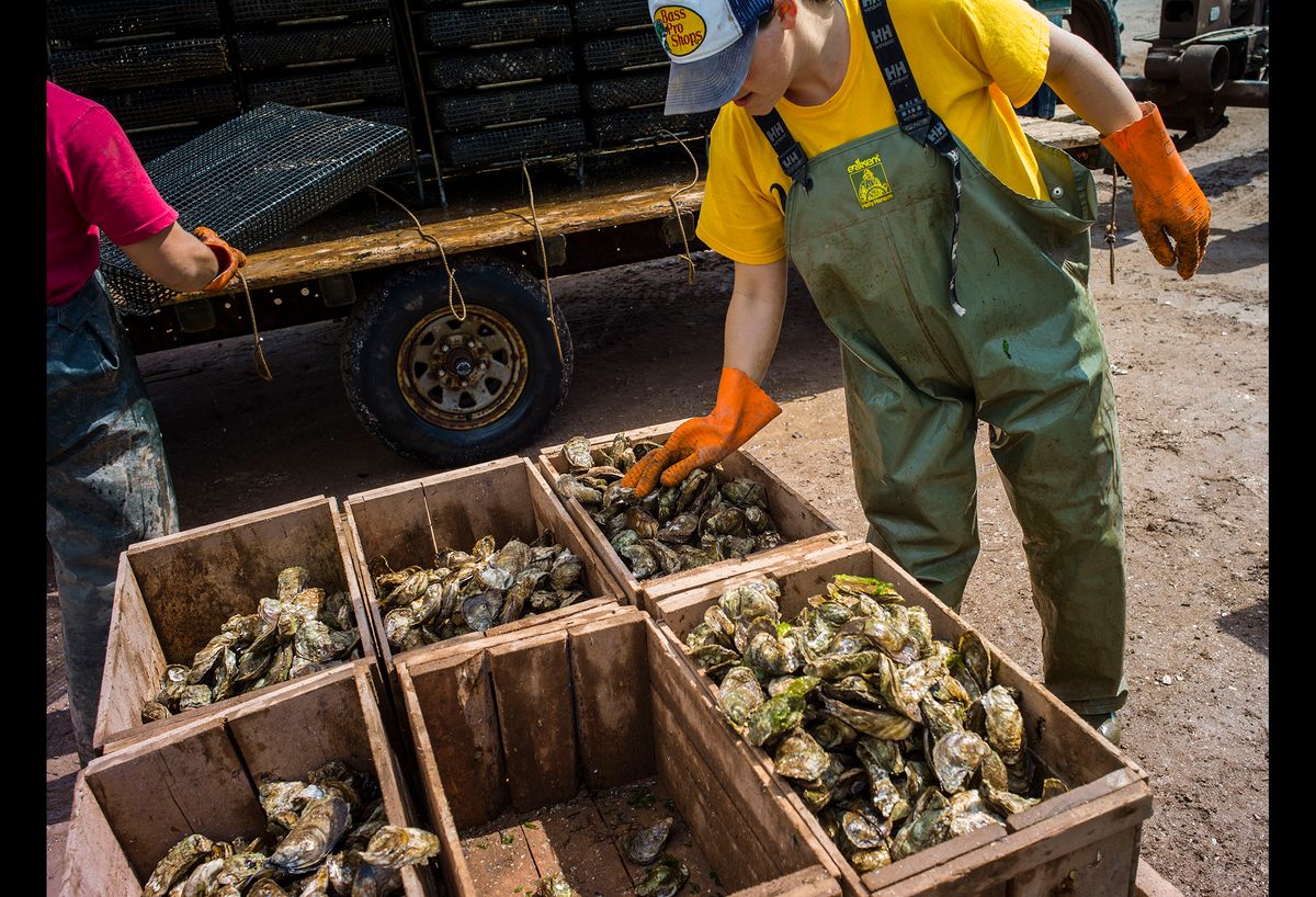 20150610 OYSTER FARMING CJX01.JPG