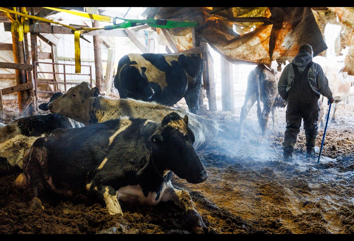 20230307 PFAS CONTAMINATED DAIRY FARM 01.JPG