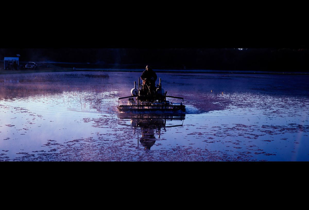 20101112 CRANBERRIES CJX03.JPG