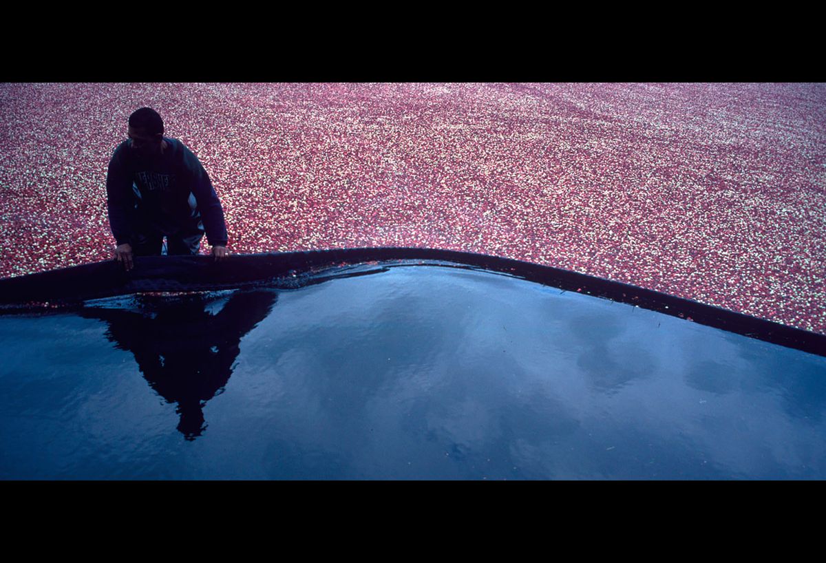 20101111 CRANBERRIES CJX11.JPG