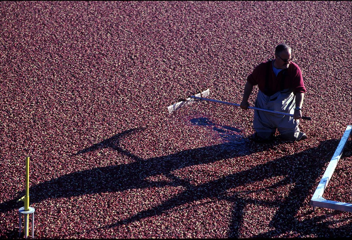 CRANBERRIES_HI RES_7.JPG