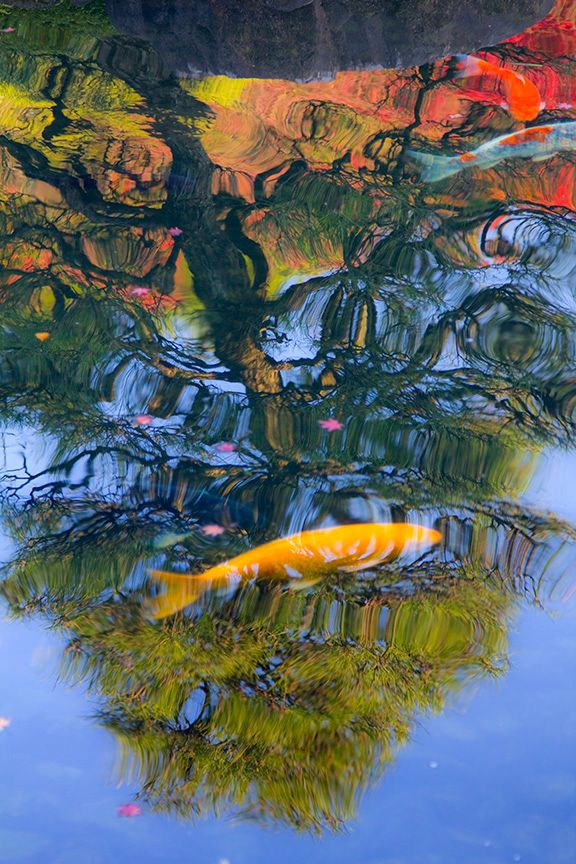 Koi Fish & Reflection.jpg