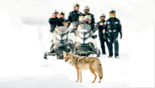 Coyote & Snowmobiles.jpg