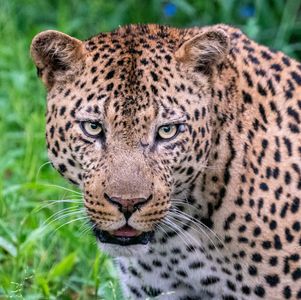 Leopard Face 2.jpg