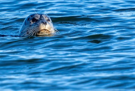 Harbor Seals (2).jpg