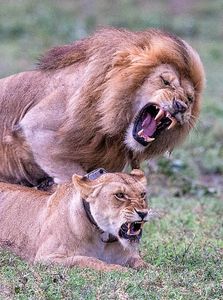Mating Lions Close.jpg