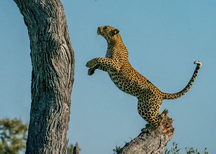 Leopard Jumping 2.jpg