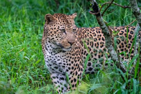 Leopard Profile.jpg