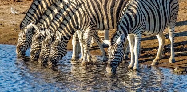 Zebras Drinking.jpg