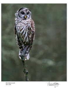 Barred Owl 8 x11.jpg