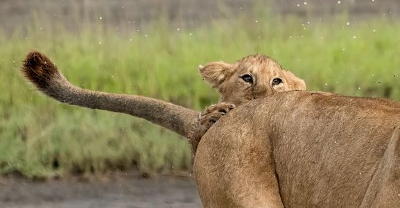 Baby Lion-gigapixel.jpg