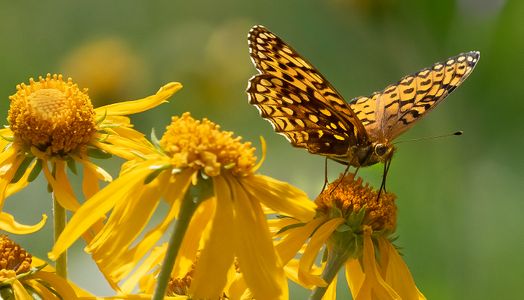 Grand Mesa Butterfly.jpg