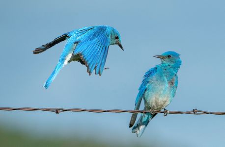 Bluebirds-2.jpg