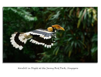 Hornbill.jpg